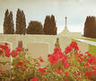 poppies